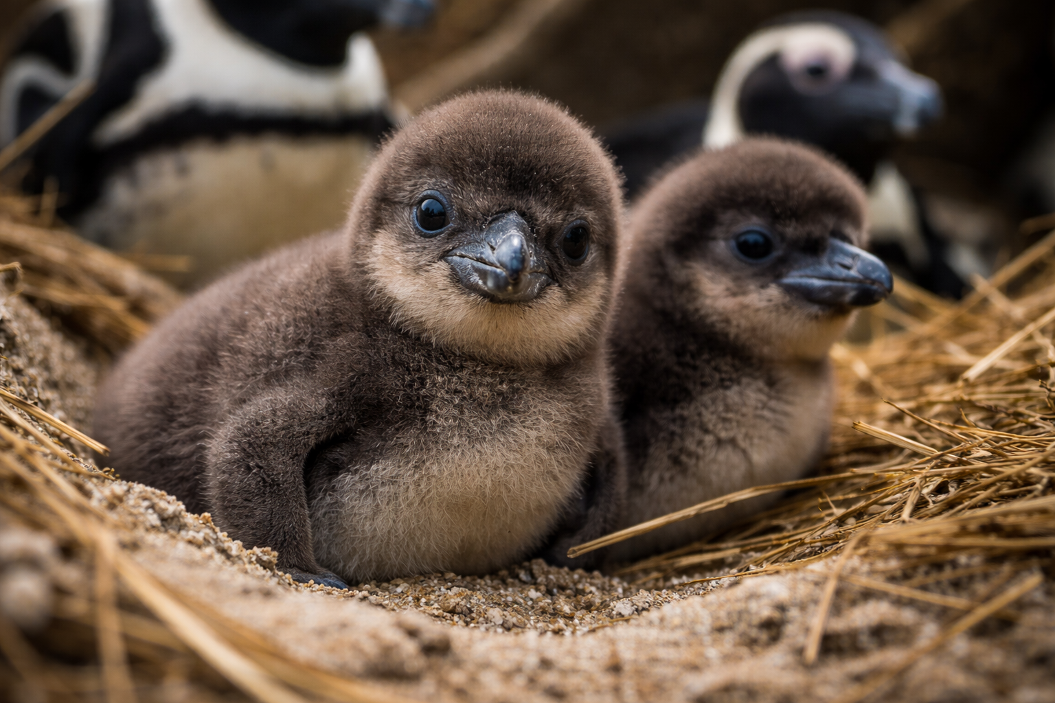 Penguin Afrika Terancam Punah Berhasil Menetas